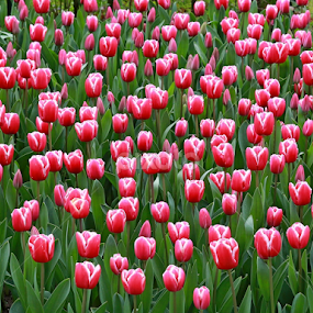 by Blaz Crepinsek - Flowers Flower Gardens