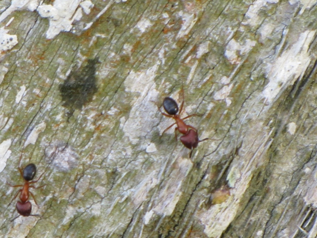 Carpentar ant