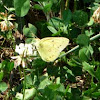 Orange Sulphur or Alfalfa Butterfly