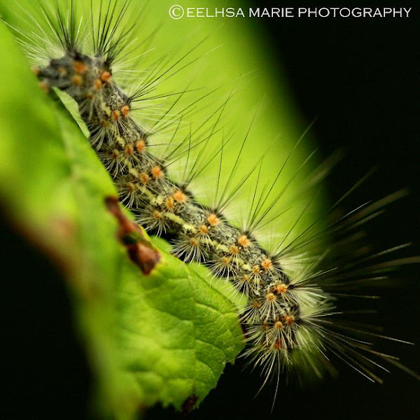 Fall Webworm | Project Noah