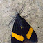 Ctenuchid Day-Flying Moth