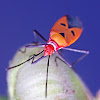 Red-Cotton bug