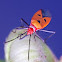 Red-Cotton bug