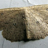 Packard's wave moth