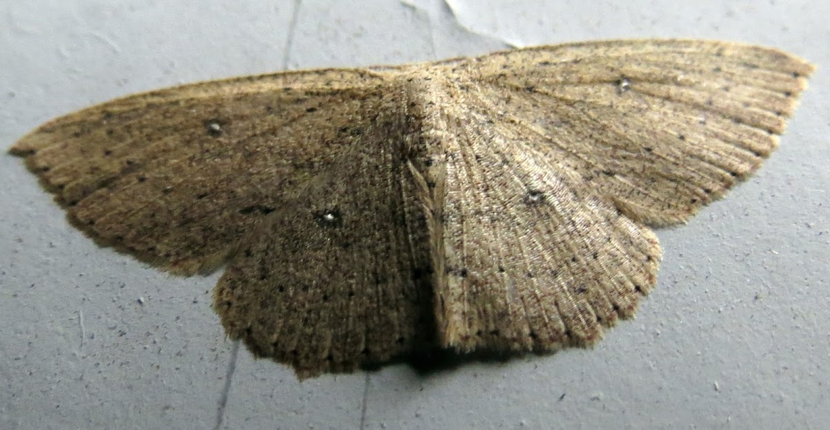 Packard's wave moth