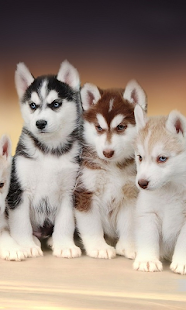 download Husky HD Live Wallpaper free