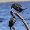 Cape cormorant