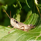 Slant faced grasshopper