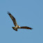 魚鷹 / Osprey