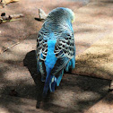 Budgerigar