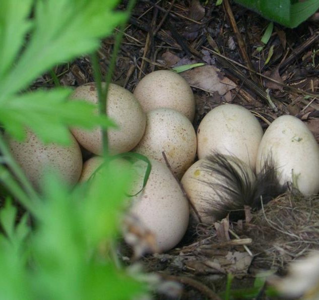 Wild American turkey eggs & nest