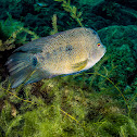 Spotted sunfish