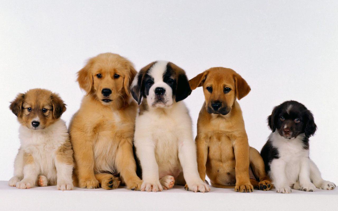 Cute Puppy Wallpapers HD Android Apps On Google Play