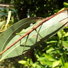 Titan stick insect nymph