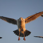 Glaucous-Winged Gull