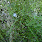 Stout Blue-eyed Grass