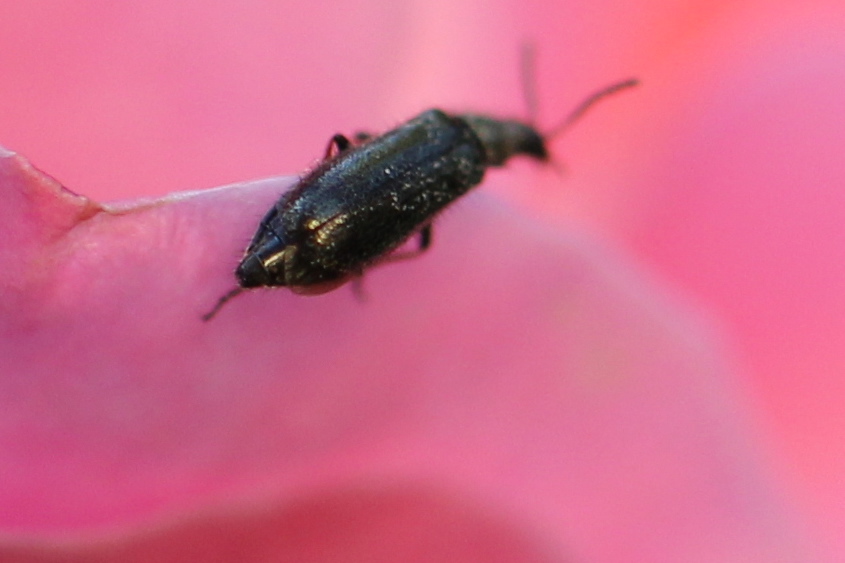 Black Blister Beetle