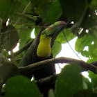 Keel-billed toucan