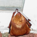 Eastern red bat