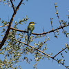 Swallow Tailed Bee-Eater