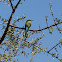 Swallow Tailed Bee-Eater