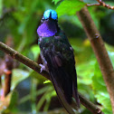 Purple-throated Mountain Gem male