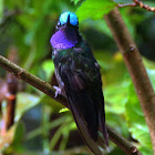Purple-throated Mountain Gem male