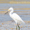 Snowy Egret