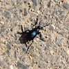 Tay meadows tidbit - blister beetle