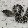 Eastern Diamondback Rattlesnake - hatchling