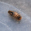Carpet Beetle larval form