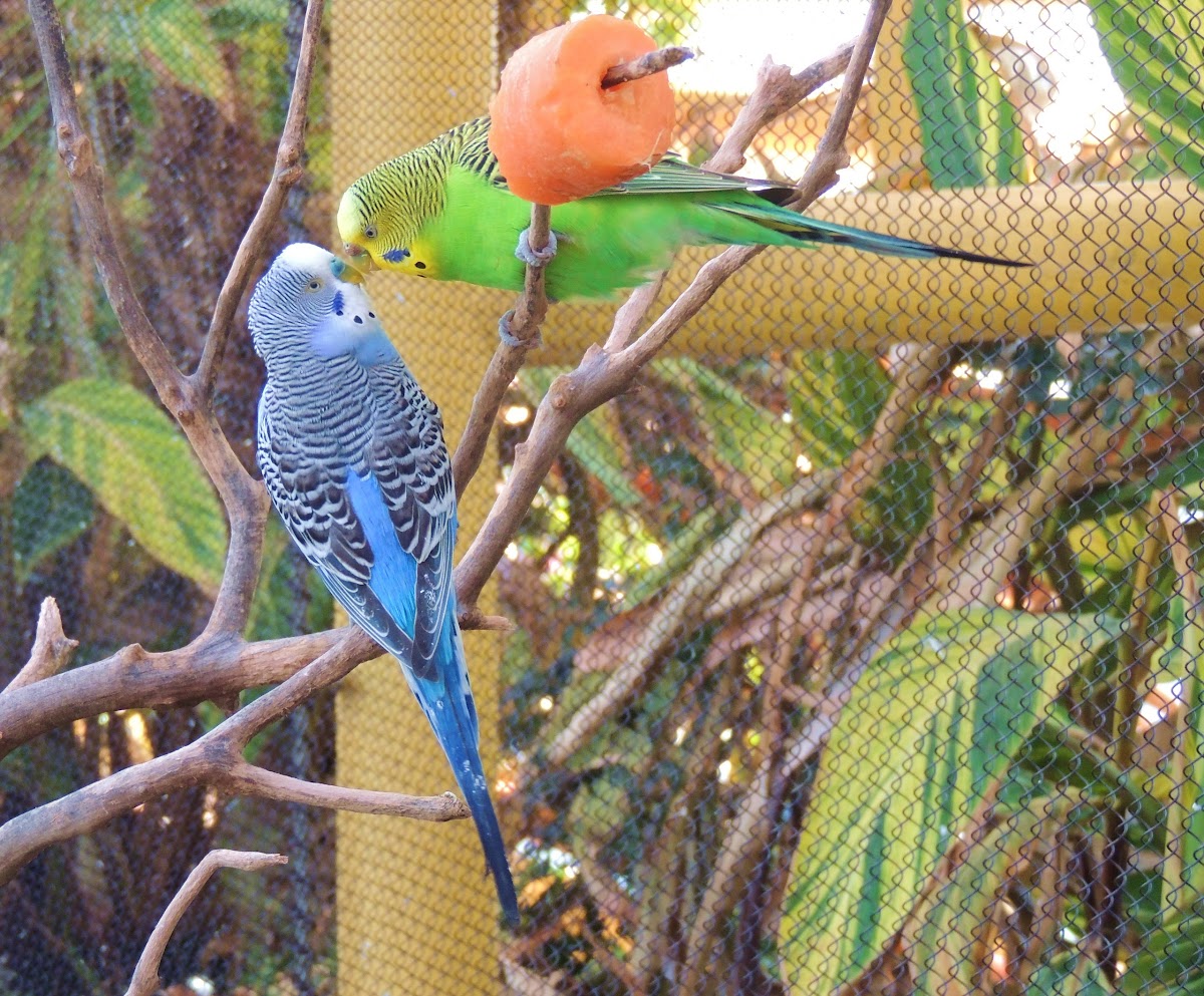 Budgerigar (Parakeet)