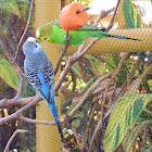 Budgerigar (Parakeet)