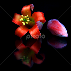 Flower Reflection by Phil Le Cren - Artistic Objects Still Life