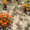 California Poppies