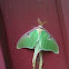 Luna Moth