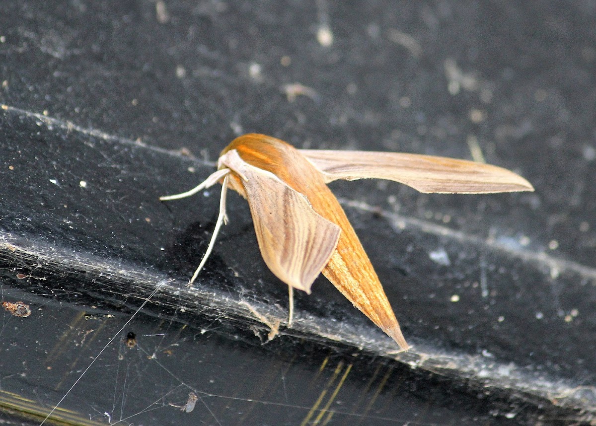 Tersa sphinx moth
