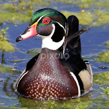 Sunday At Zephyr Park 50 by Terry Saxby -  