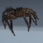 Jumping Spider