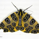 Tiger moth