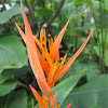 Parrot Heliconia