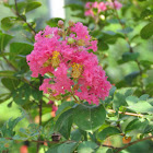 Crepe myrtle