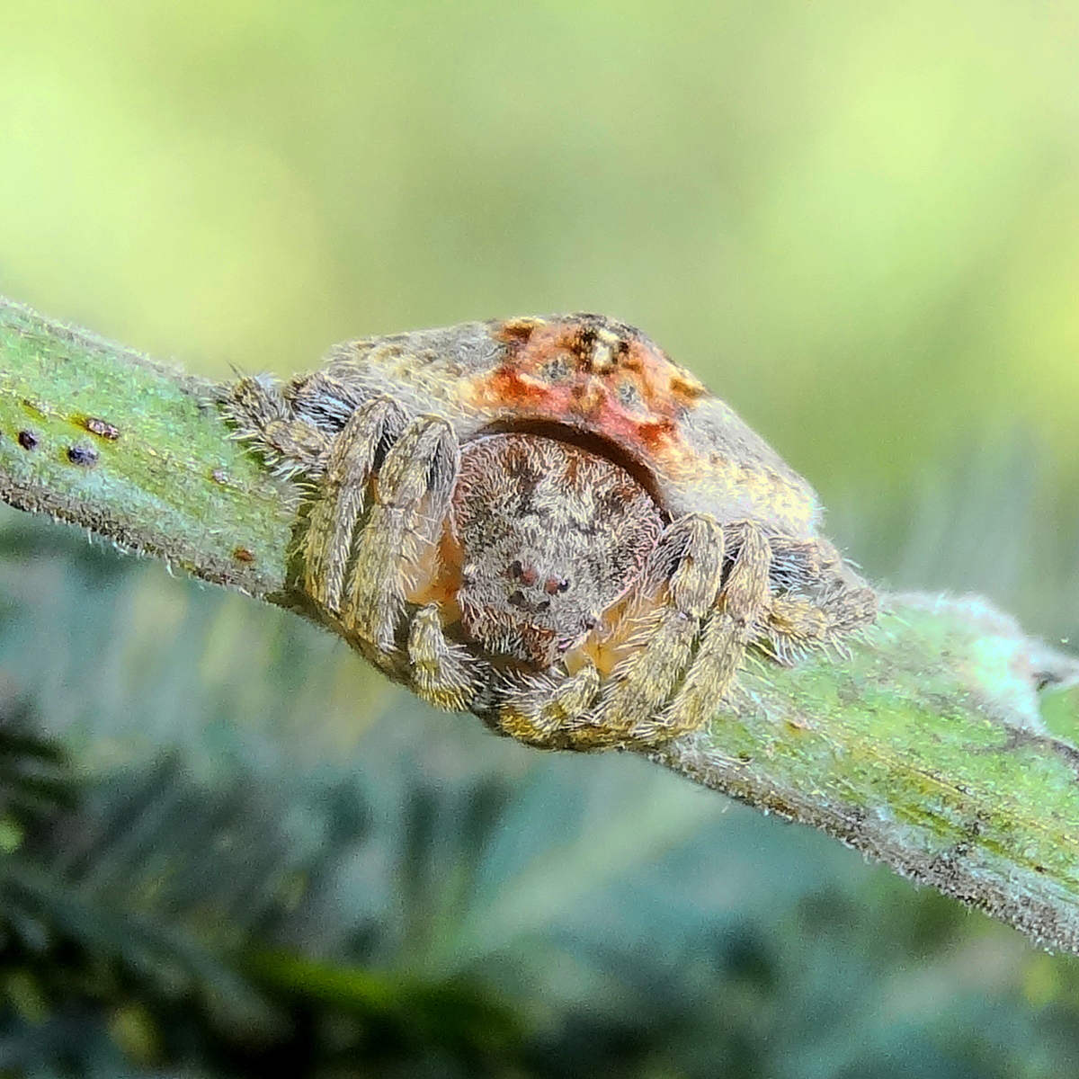 Wrap-around spider