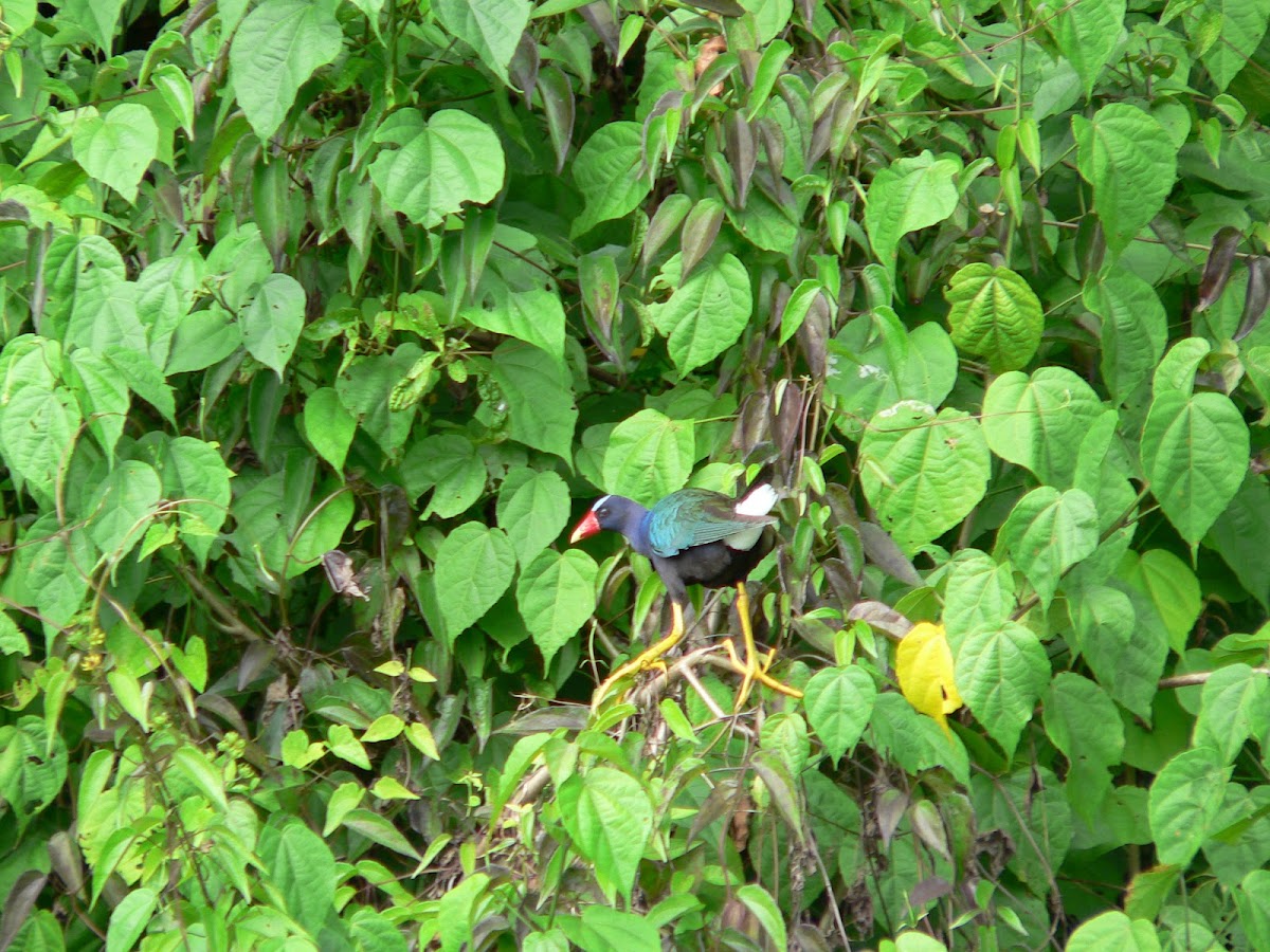 American Purple Gallinule