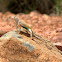 Greater Earless Lizard