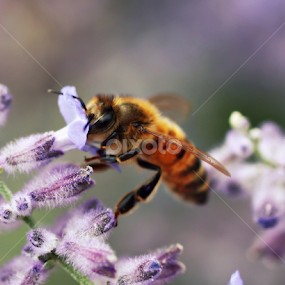 Honey Baby by Rachel Webb - Animals Insects & Spiders