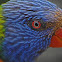 Rainbow Lorikeet