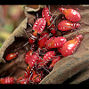 Red Cotton Bug - Nymphs
