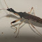Long-necked seed bug