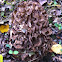 hen-of-the-woods, or maitake